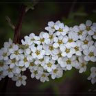 Brautspiere - kleine, feine, weiße Blüten....