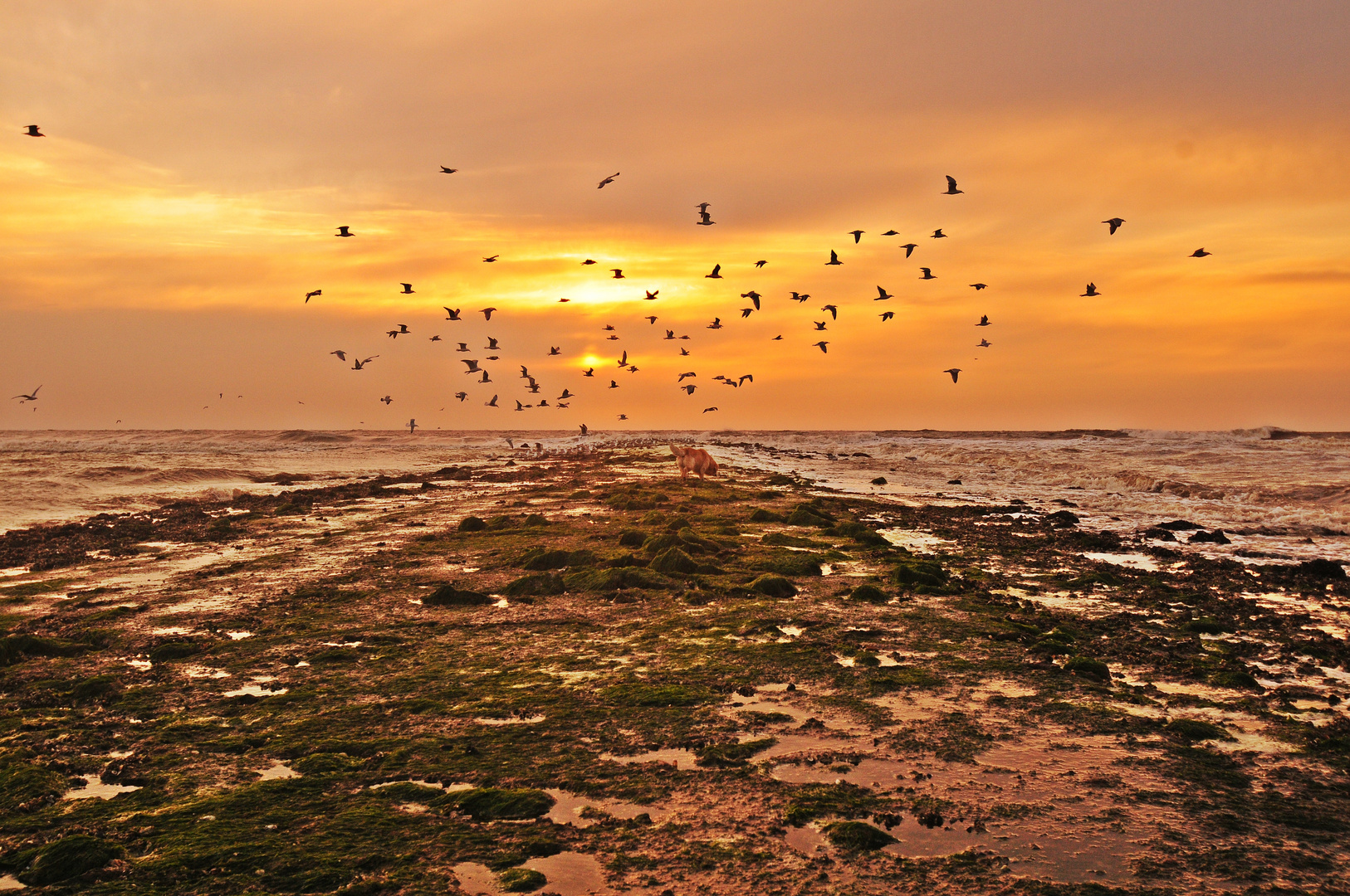 Brave am Strand von Texel