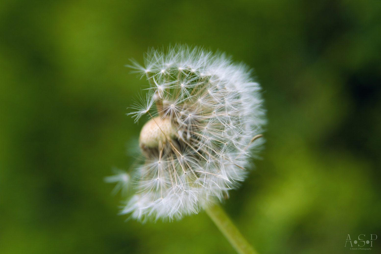 Brave little Dandelion...