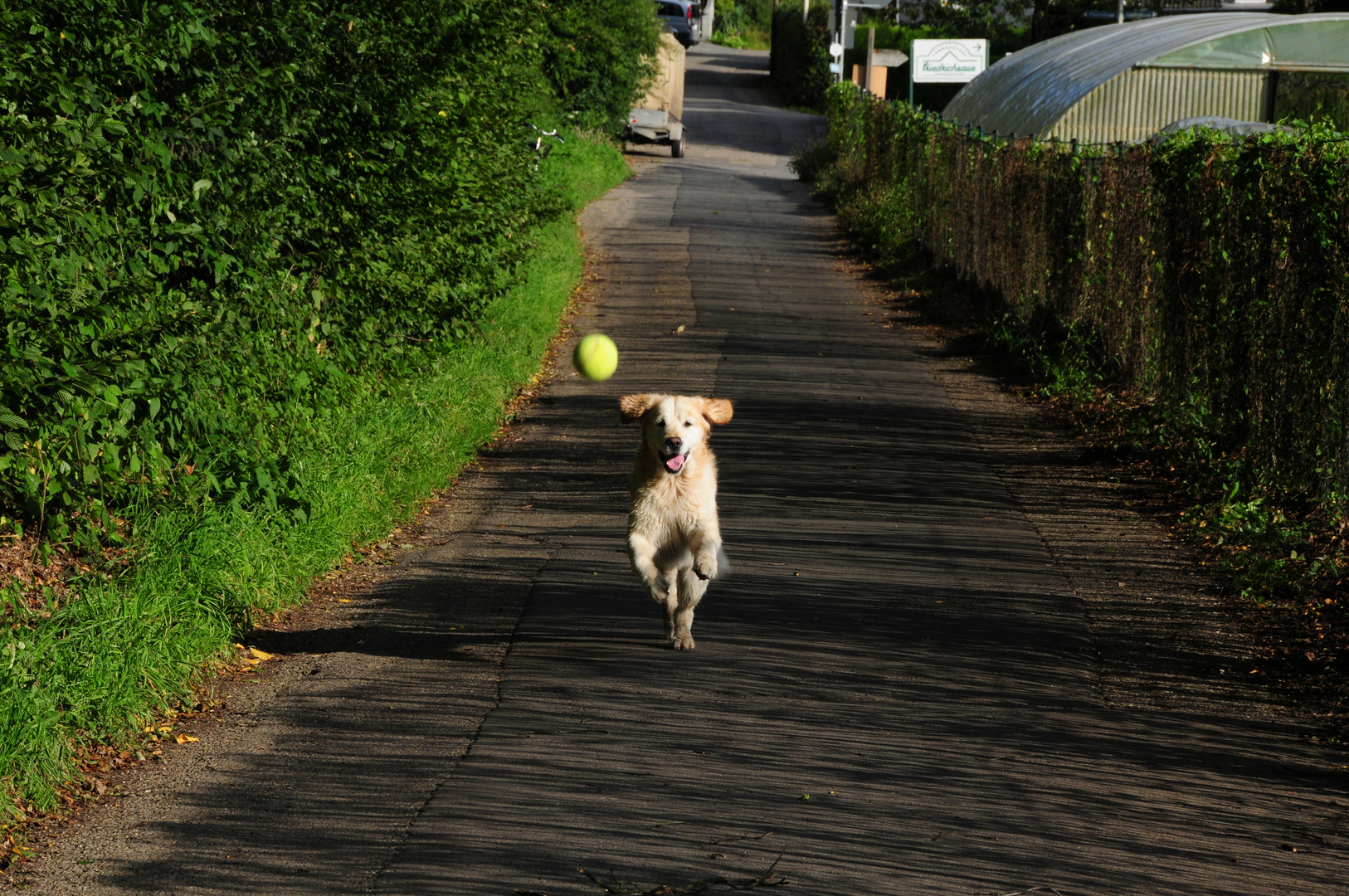 Brave und der Tennisball