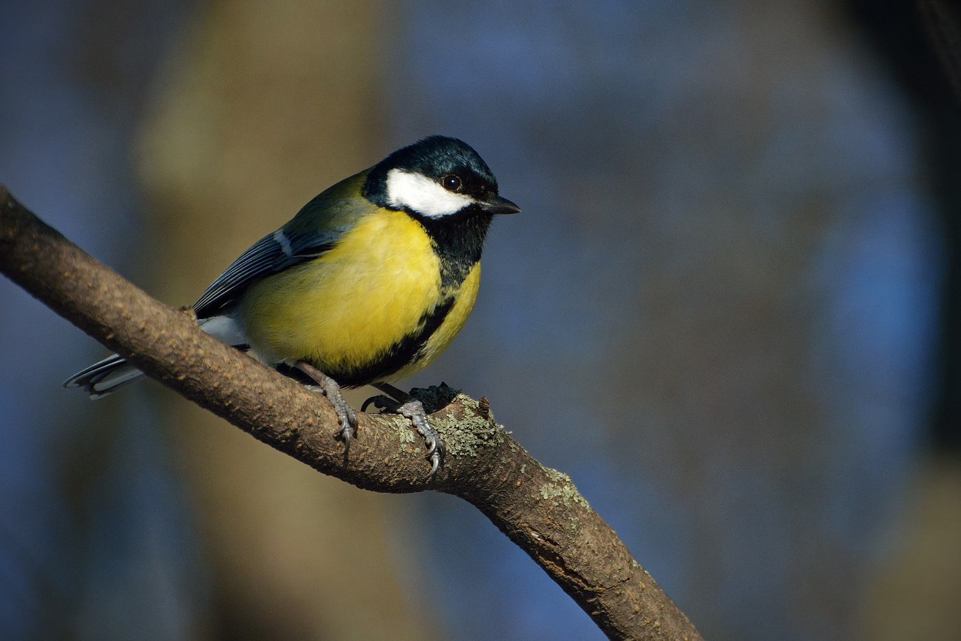 Brave white-cheeked tit