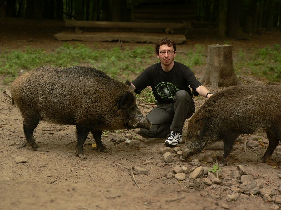 brave Wildschweine