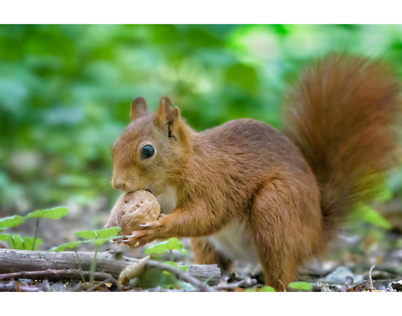 Braveheart loves walnuts...