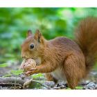 Braveheart loves walnuts...