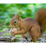 Braveheart loves walnuts...