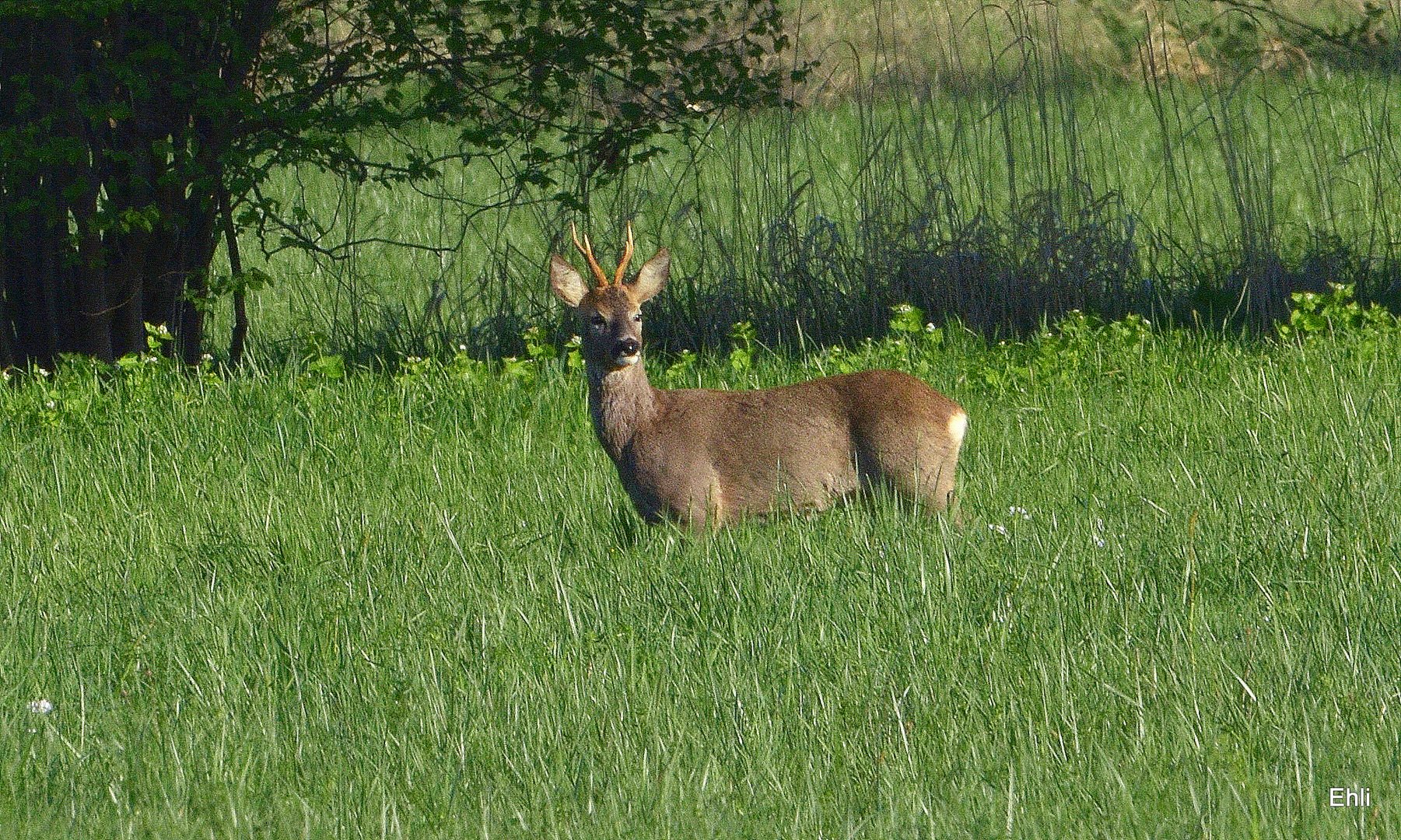 braver Bock...