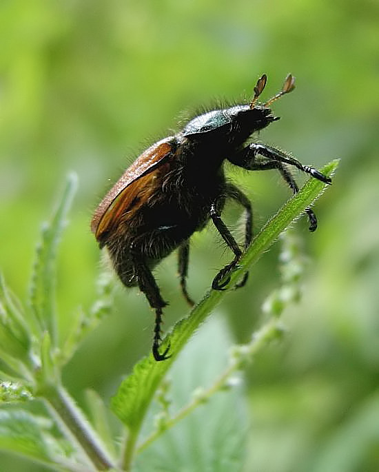 Braver Käfer