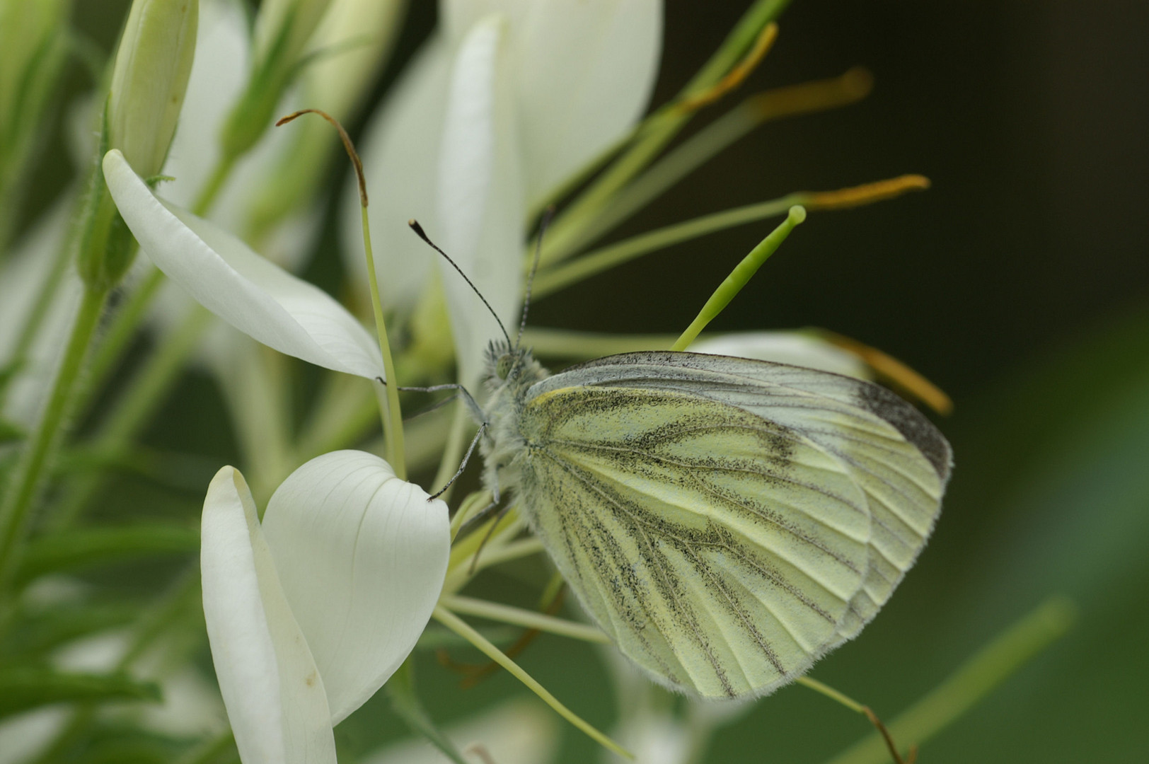 Braver Schmetterling