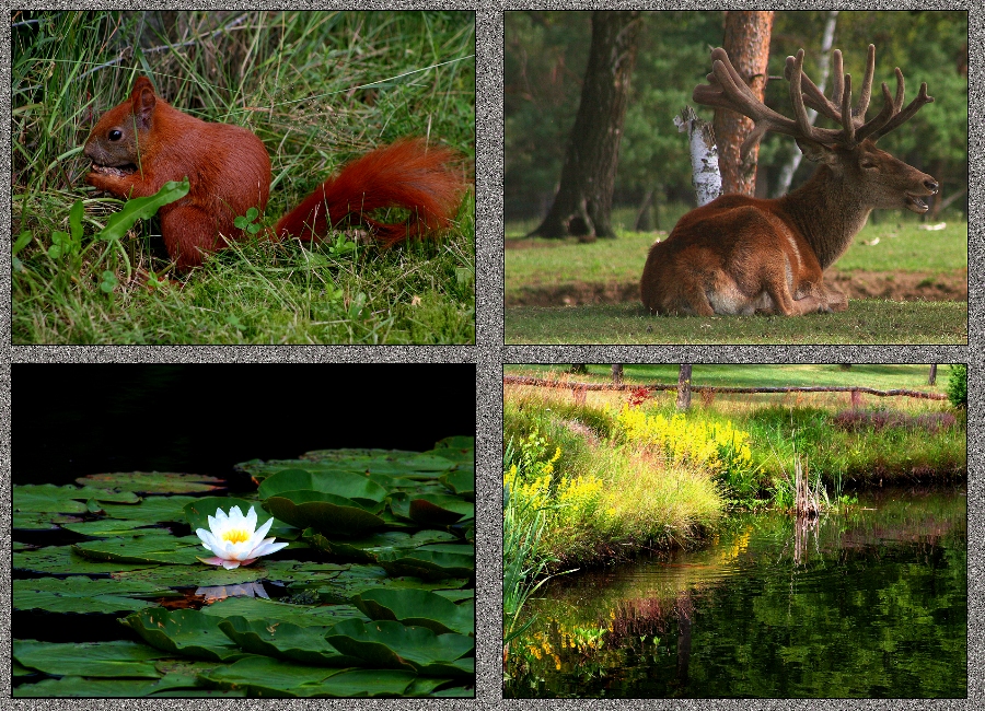 Braver Sonntagsspaziergang im Wildpark