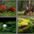 Braver Sonntagsspaziergang im Wildpark