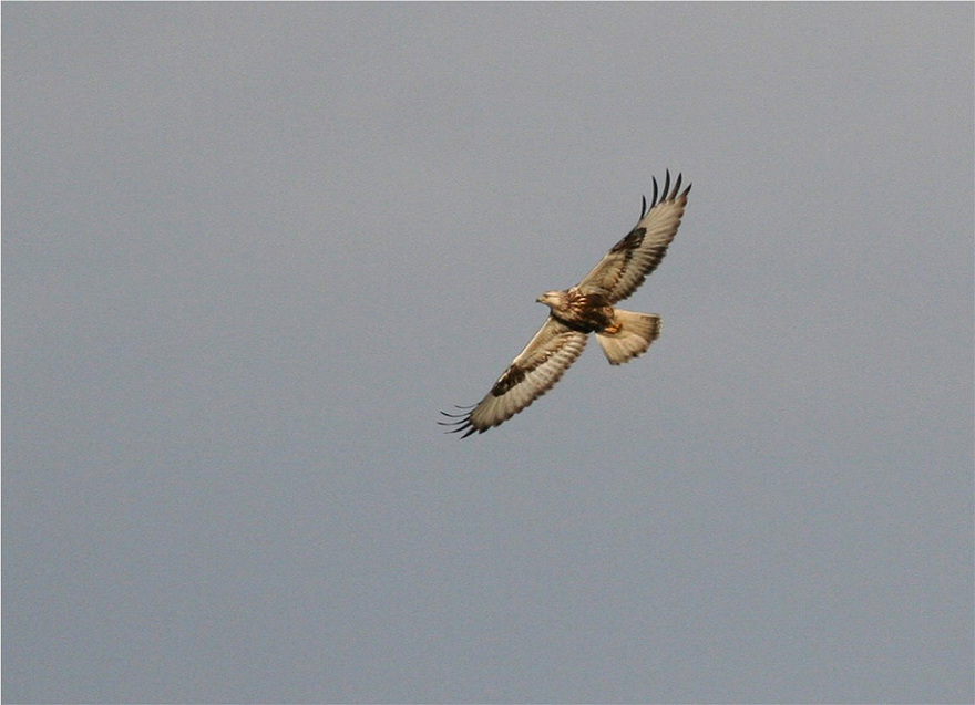 Braver Vogel Söckchen