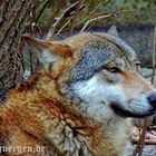Braves Hundchen -  eurasischer Wolf