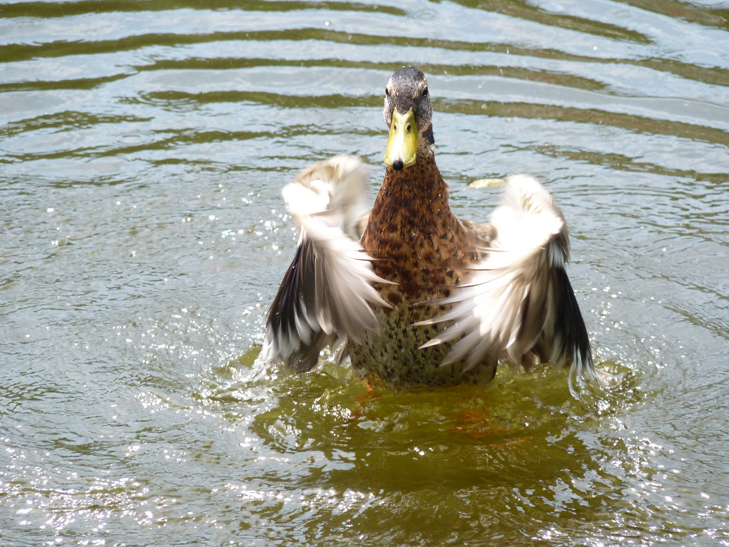 Bravo ! Bravo ! Foto & Bild tiere, wildlife, wild lebende vögel