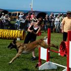 "bravo mon chien !t'es un champion!"