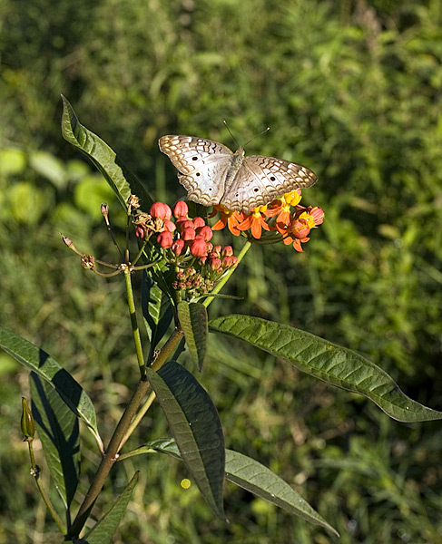 Brazilian Butterfly