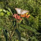 Brazilian Butterfly