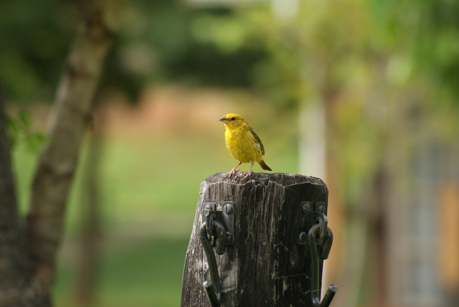 Brazilian Canary bird