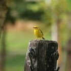 Brazilian Canary bird