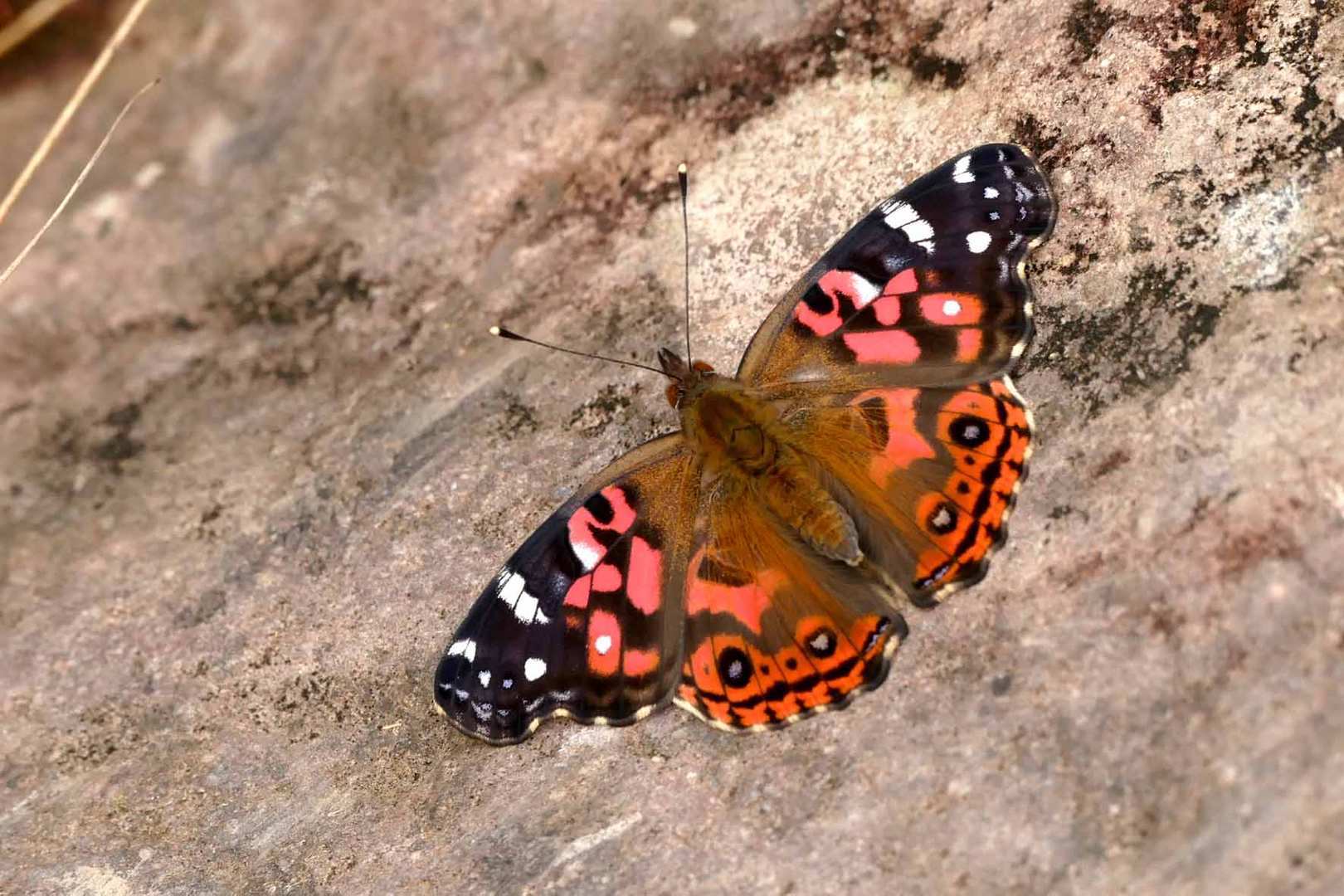  Brazilian Painted Lady, Vanessa brasiliensis.  