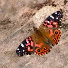  Brazilian Painted Lady, Vanessa brasiliensis.  