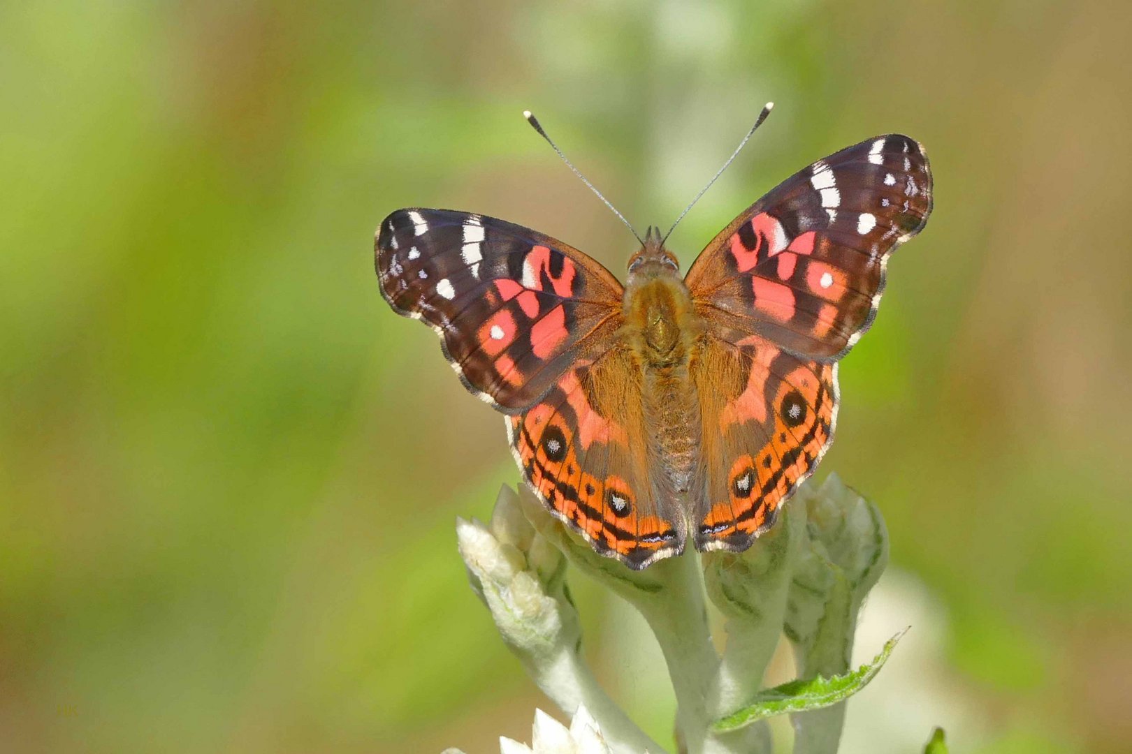 Brazilian Painted Lady, Vanessa brasiliensis. 