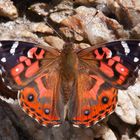 Brazilian Painted Lady (Vanessa braziliensis)