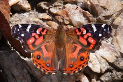 Brazilian Painted Lady (Vanessa braziliensis)