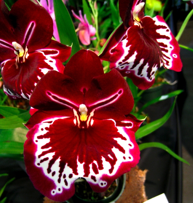 Brazilian Red Orchid