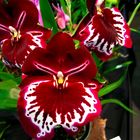 Brazilian Red Orchid