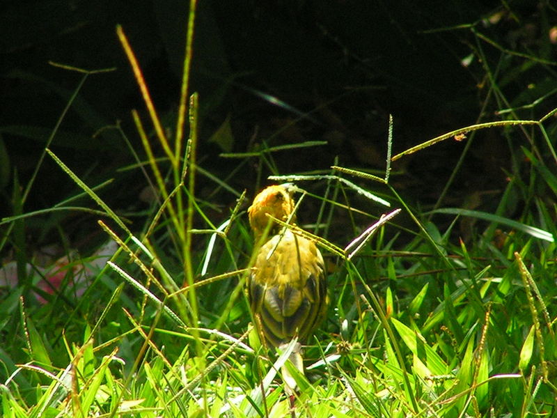 Brazilian yellow canary