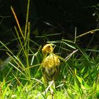 Brazilian yellow canary