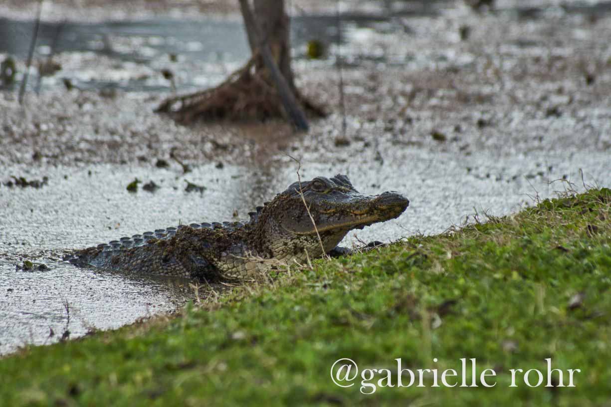 Brazos Bend SP 2018