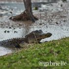 Brazos Bend SP 2018