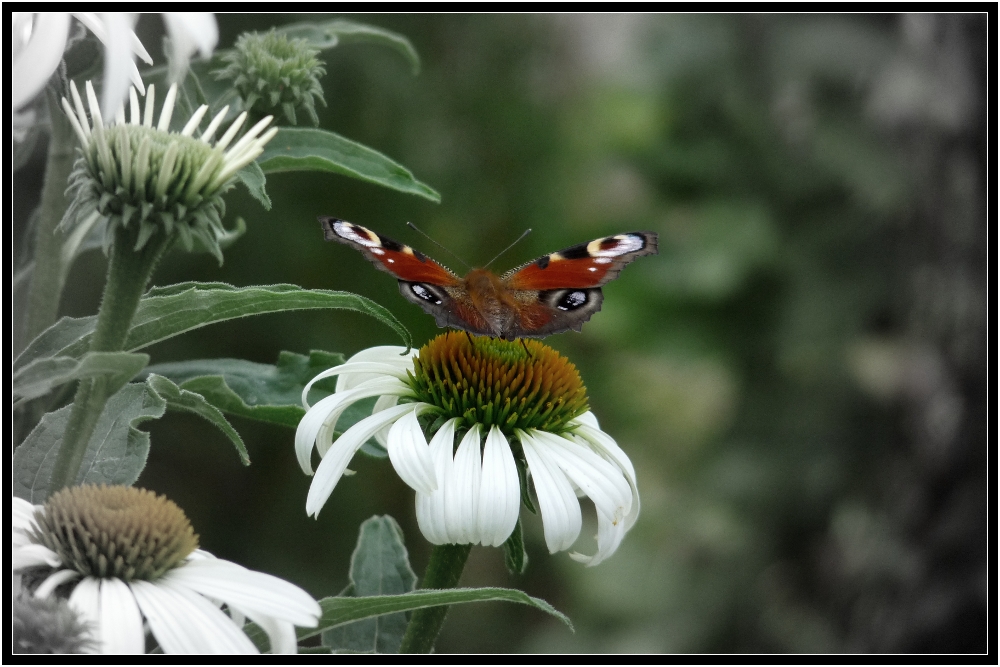 BRB Summer Series 3 - Pfauenauge auf Echinacea