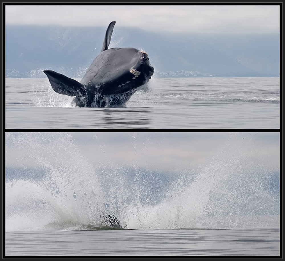 * breaching (2)* [Southern Right Whale]