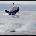 * breaching (2)* [Southern Right Whale]