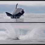 * breaching (2)* [Southern Right Whale]