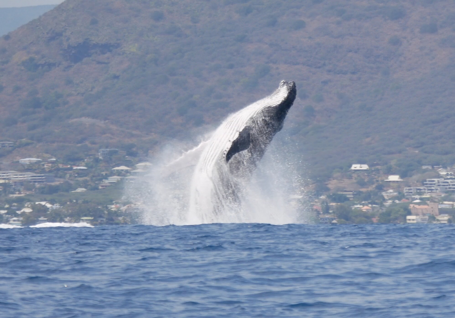 Breaching Humpback Whale