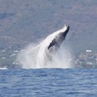 Breaching Humpback Whale