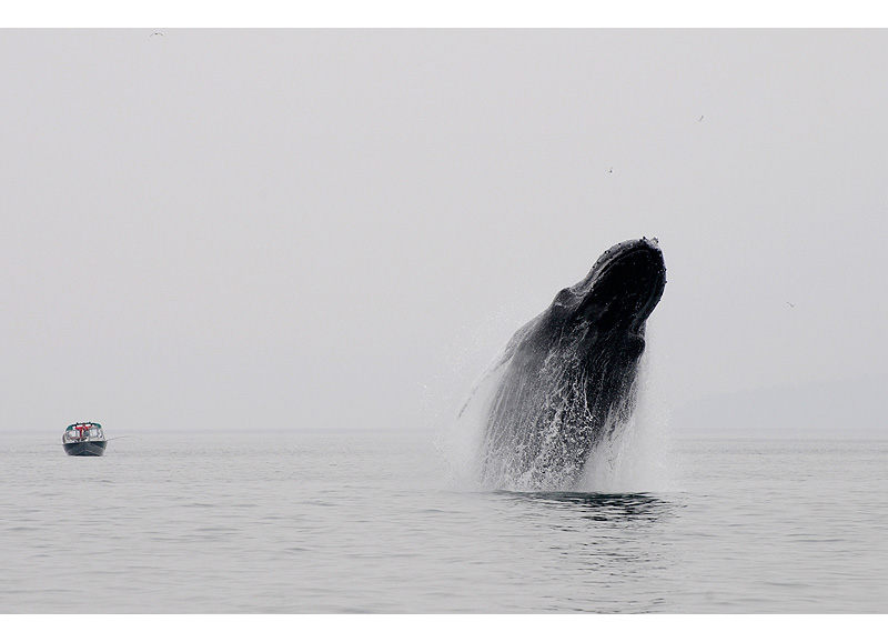 >>Breaching humpback whale 