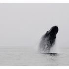 >>Breaching humpback whale <<