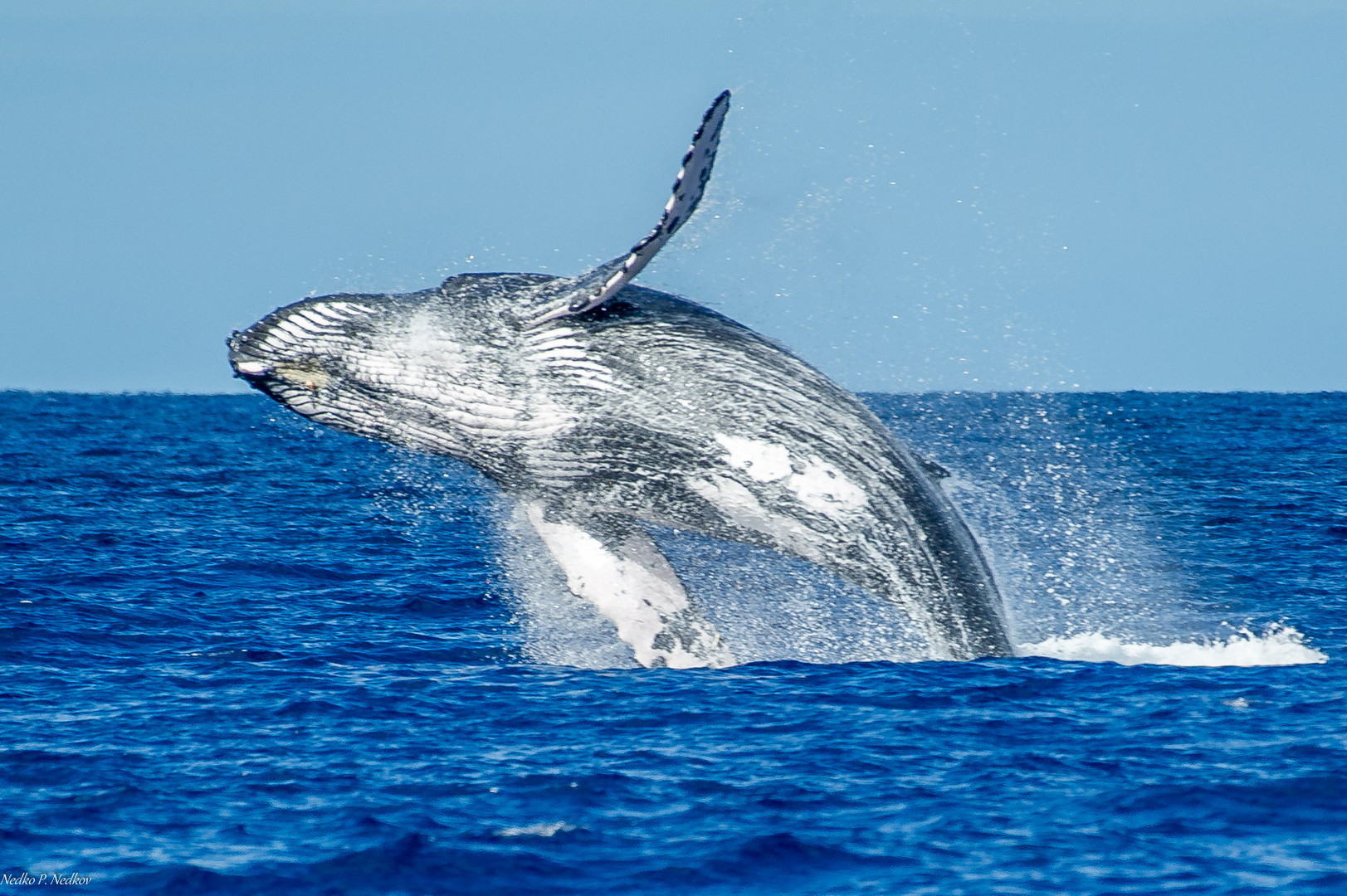 Breaching Whale