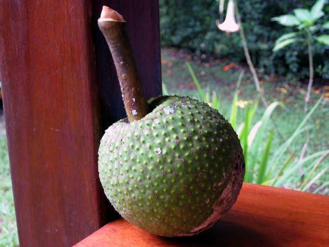 Breadfruit