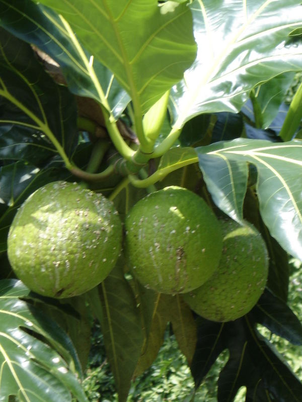 Breadfruit JAMAICA