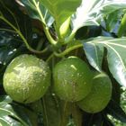 Breadfruit JAMAICA