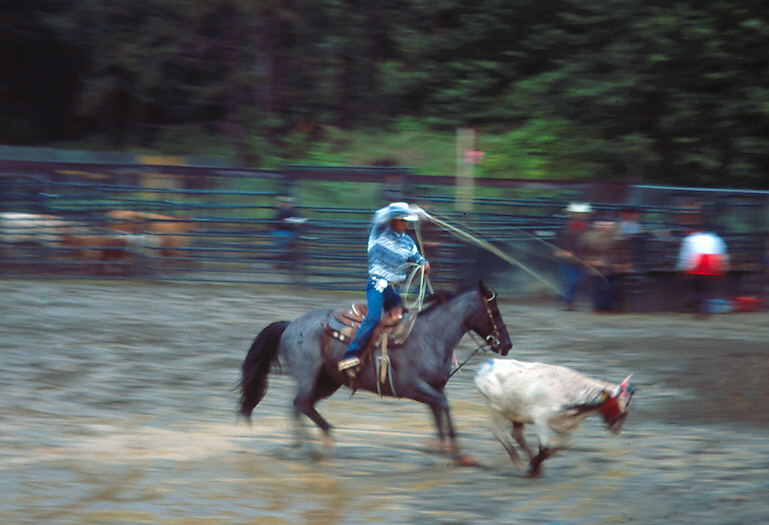 Break Away Calf Roping