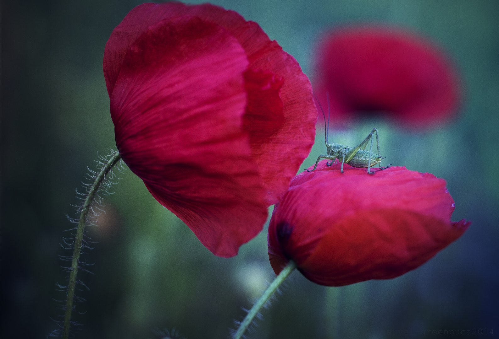 *break on the Poppy flower*