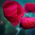 *break on the Poppy flower*