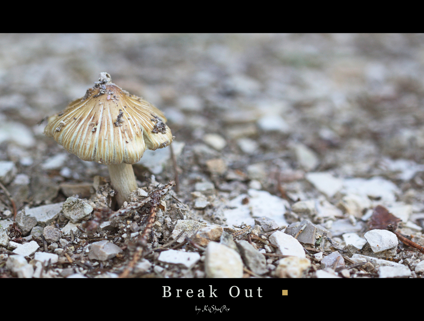 Break Out