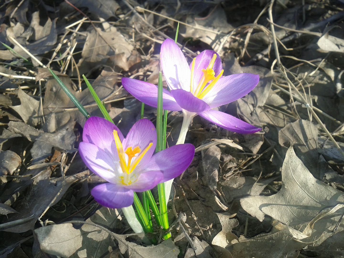 Break Through - Yellow in Purple on Grey - (Ein Krokus als Frühlingsbote)